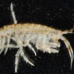 Scientists discover tiny crustaceans fragmenting plastic