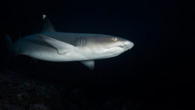 Sharks hide from people in active volcanoes