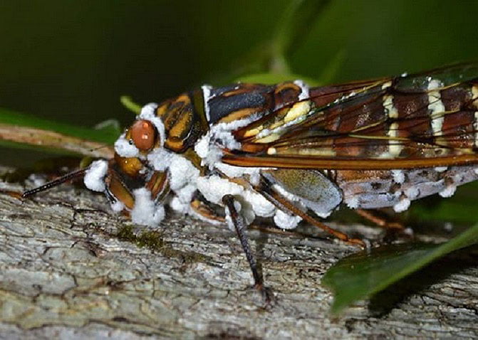 Zombie cicadas appeared in the US