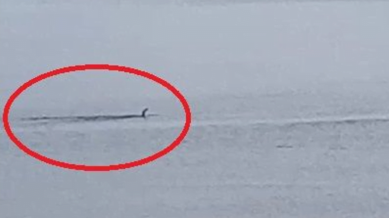 Nessie left Loch Ness a prehistoric monster spotted off the coast of Scotland