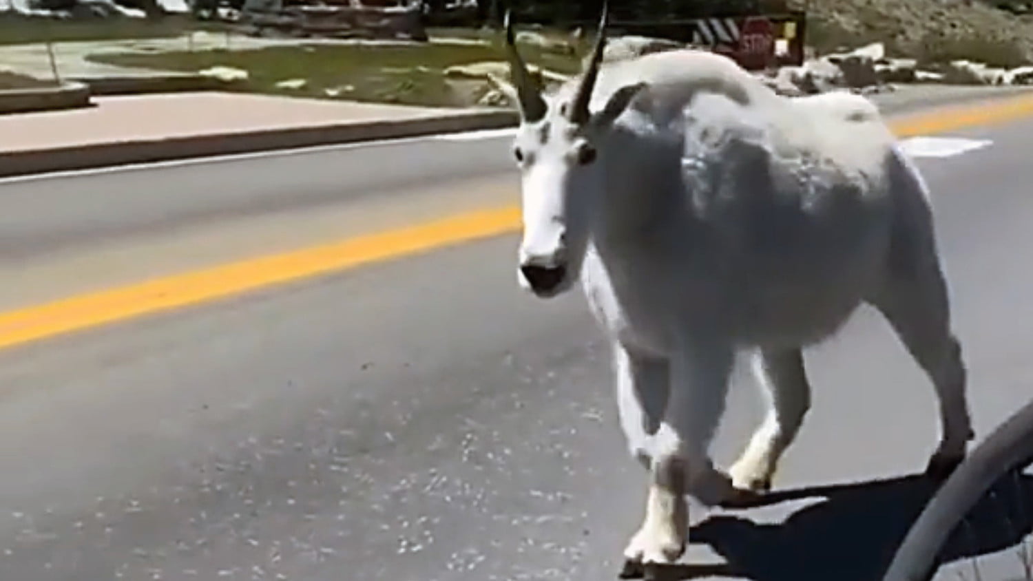 Netizens were struck by a giant goat caught in the mountains in the video