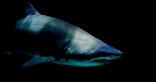 Sharks began to perceive people as prey
