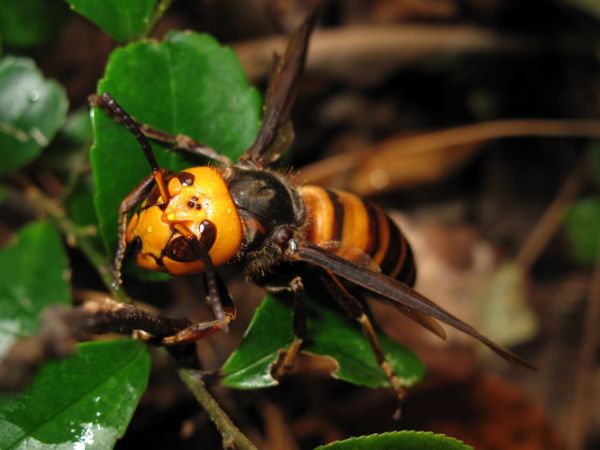 The giant Asian hornet could spread around the world