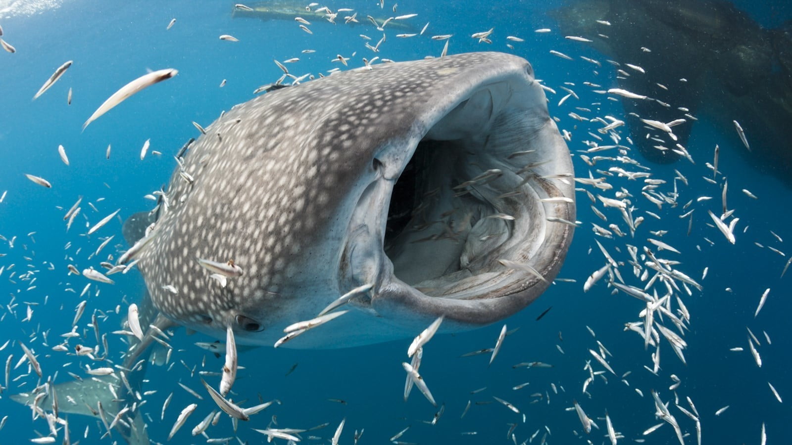 The largest fish in the world