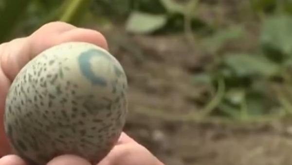 chicken laid an egg that looks like dinosaur eggs