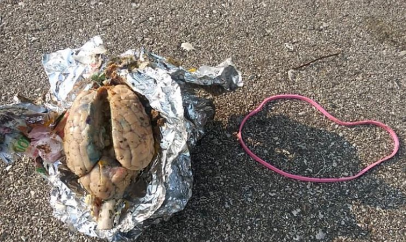 man walked along the beach and found a brain wrapped in foil
