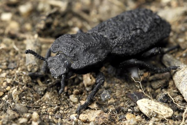 Scientists have discovered the secret of the uncrushed beetles strength