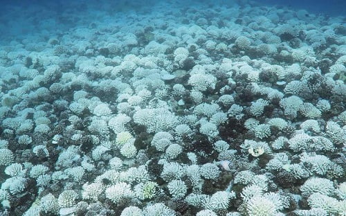 Fiji reports massive coral bleaching