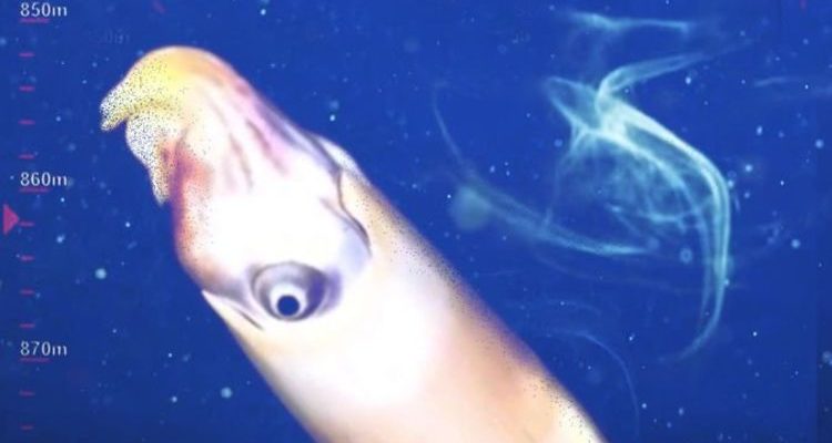 For the first time oceanologists were able to capture the elusive squid