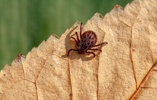 Global warming could make ticks attack humans more often than dogs