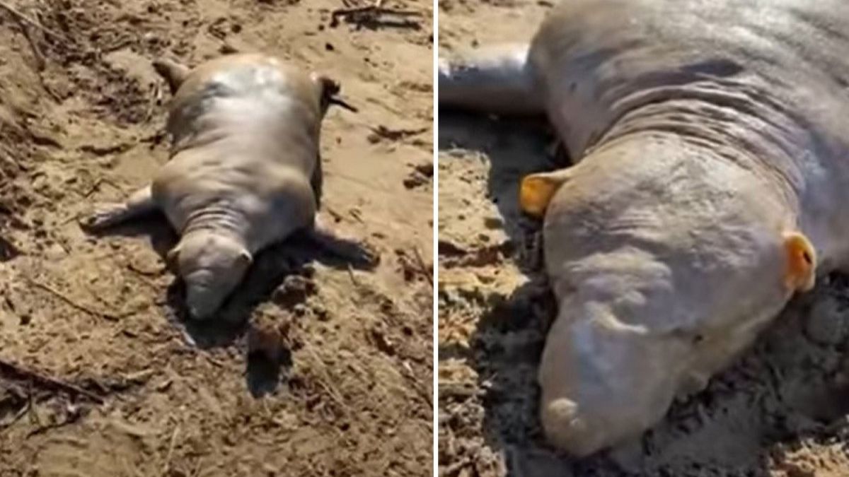 In Greece a storm washed up a mysterious creature