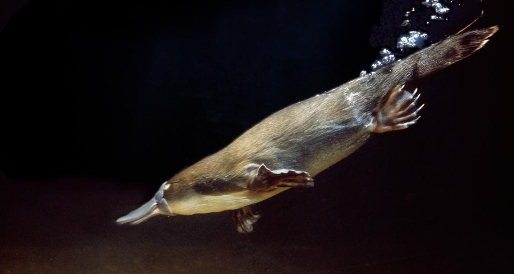 Platypuses can glow green