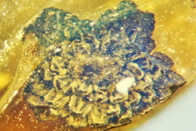 A flower of 100 million years old was found in amber