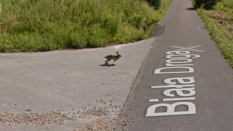 A hare was spotted in the panorama of Google Maps