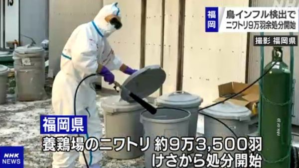 Avian influenza recorded in 10 prefectures of Japan 2 5 million chickens killed