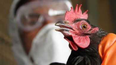 Bird flu is raging in Japan two million chickens have been killed