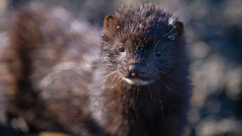 Dozens of mink infected with coronavirus have escaped from Danish farms