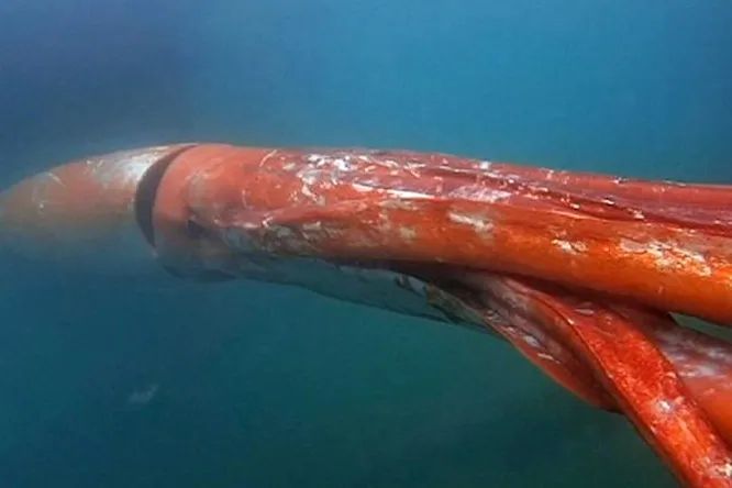 Giant squid dumped on the coast of Japan