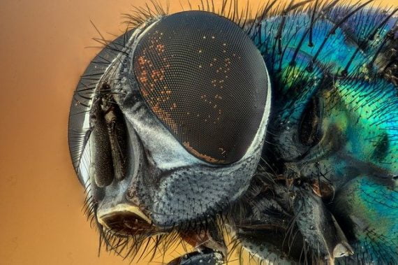 Mysterious new mushroom turns flies into zombies by eating them alive