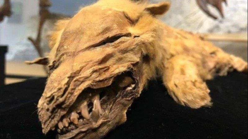 Well preserved mummy of a wolf cub was found in Canada