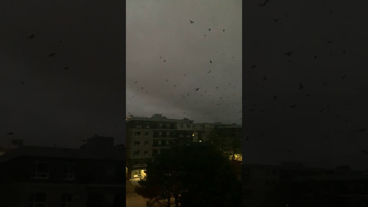 huge flock of crows circled over a city in Canada at about 2 pm
