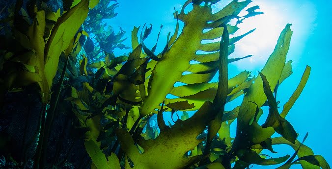 Algae found in the Sea of ​​Japan to fight coronavirus