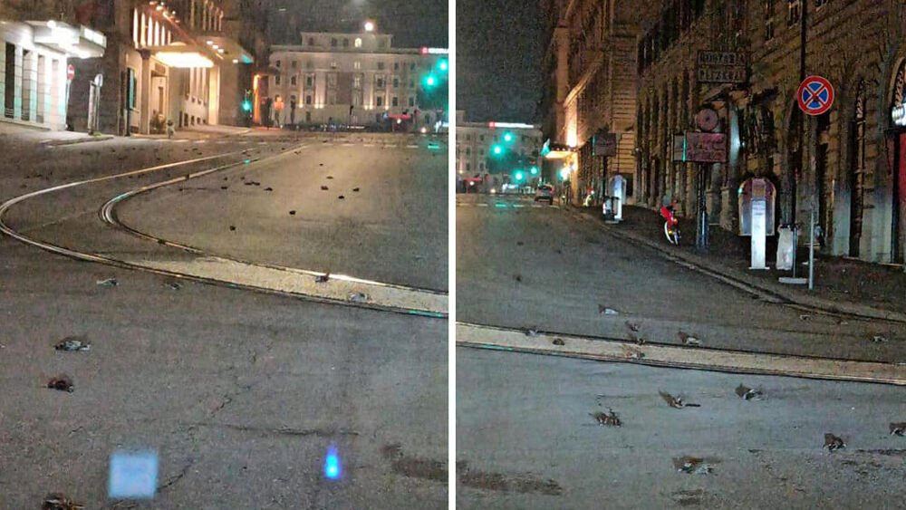Dead birds fell from the sky in Rome on New Years Eve