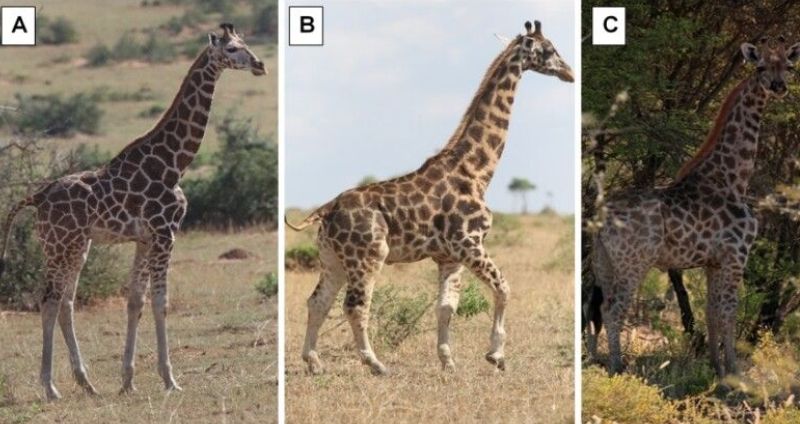 Horse body and giraffes neck pygmy giraffes discovered in Africa