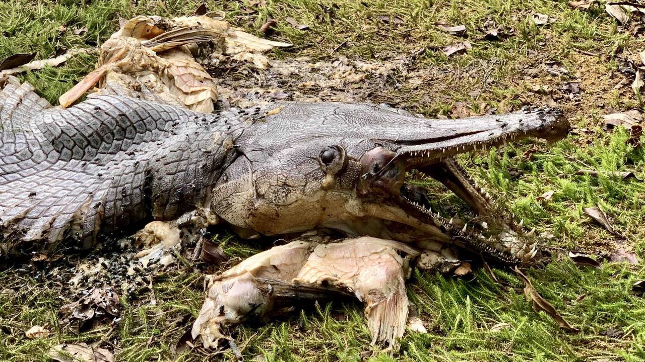 Fish body alligator head unusual creature found in Singapore 1