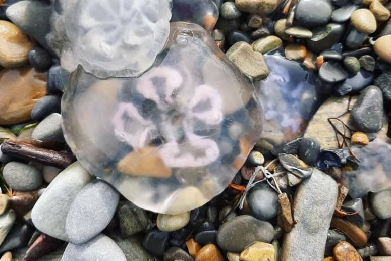 Frozen jellyfish found on the Anapa coast 1