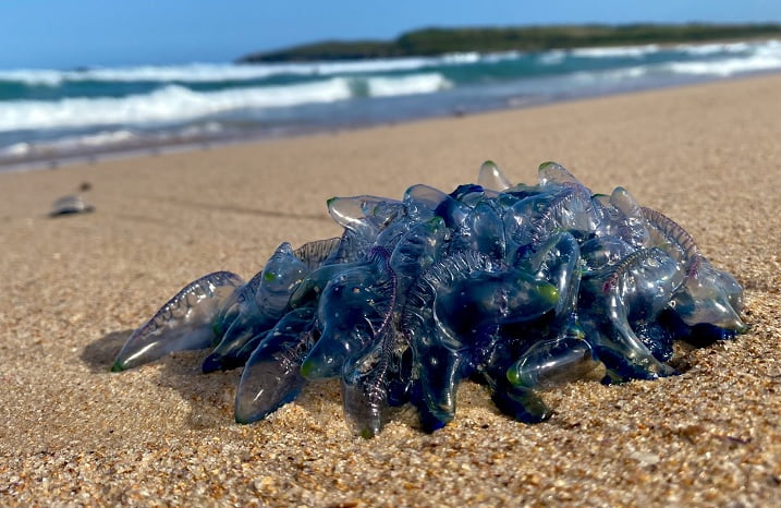 Living plastic bottles found on the beach in Sydney