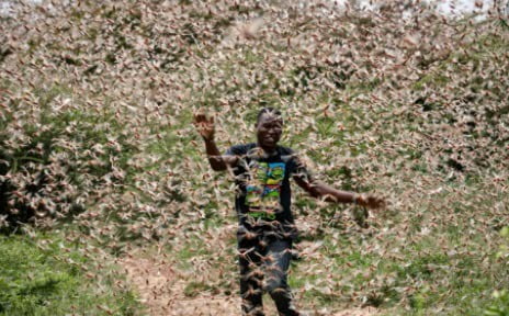 Locusts threaten Kenyas food security