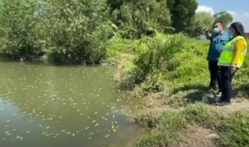 Mass death of fish recorded in Malaysia