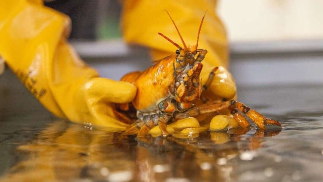 One in 30 million a unique yellow lobster caught in the US