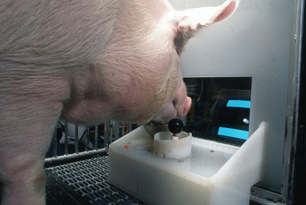 Pigs were taught to play computer games