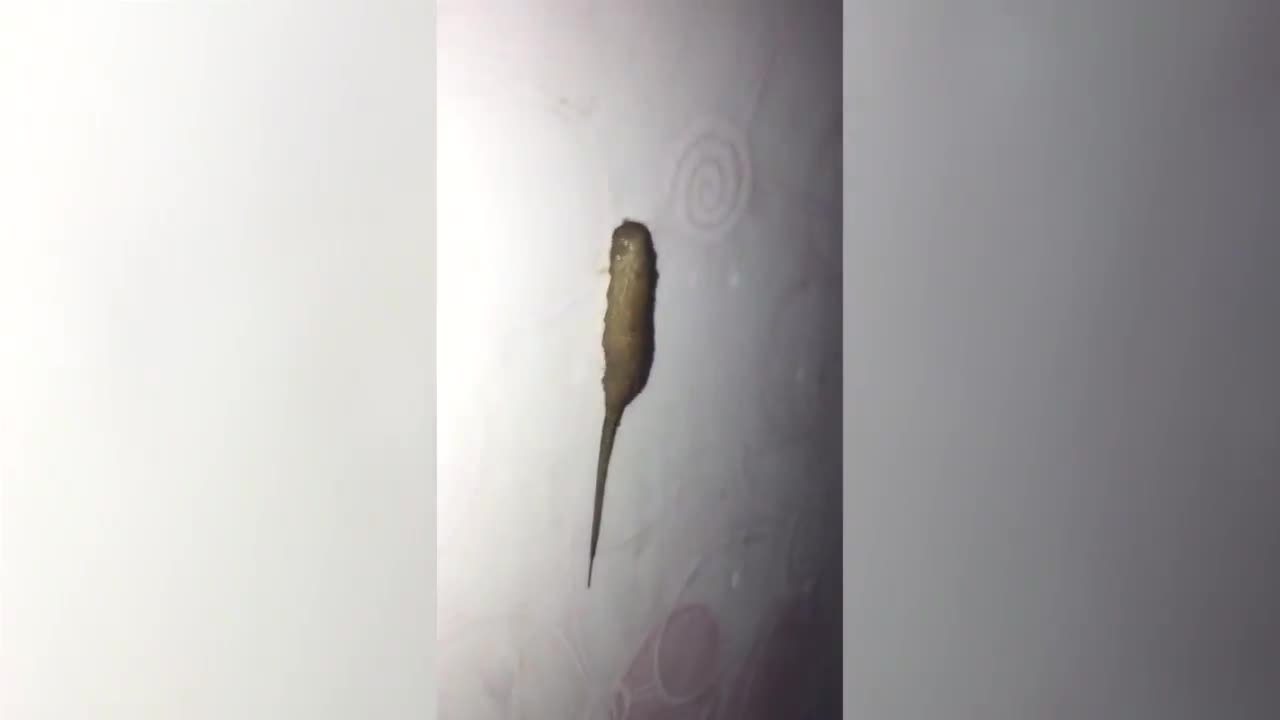 The guy captured a creepy creature crawling in his room