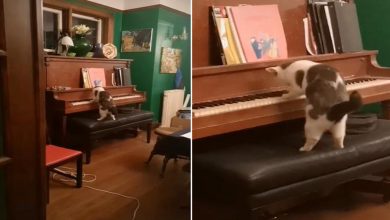 The owner was speechless when she saw her cat playing the piano