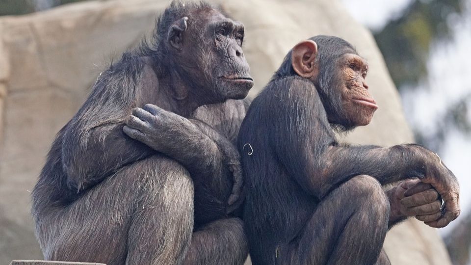 Unknown disease strikes chimpanzees in Sierra Leone