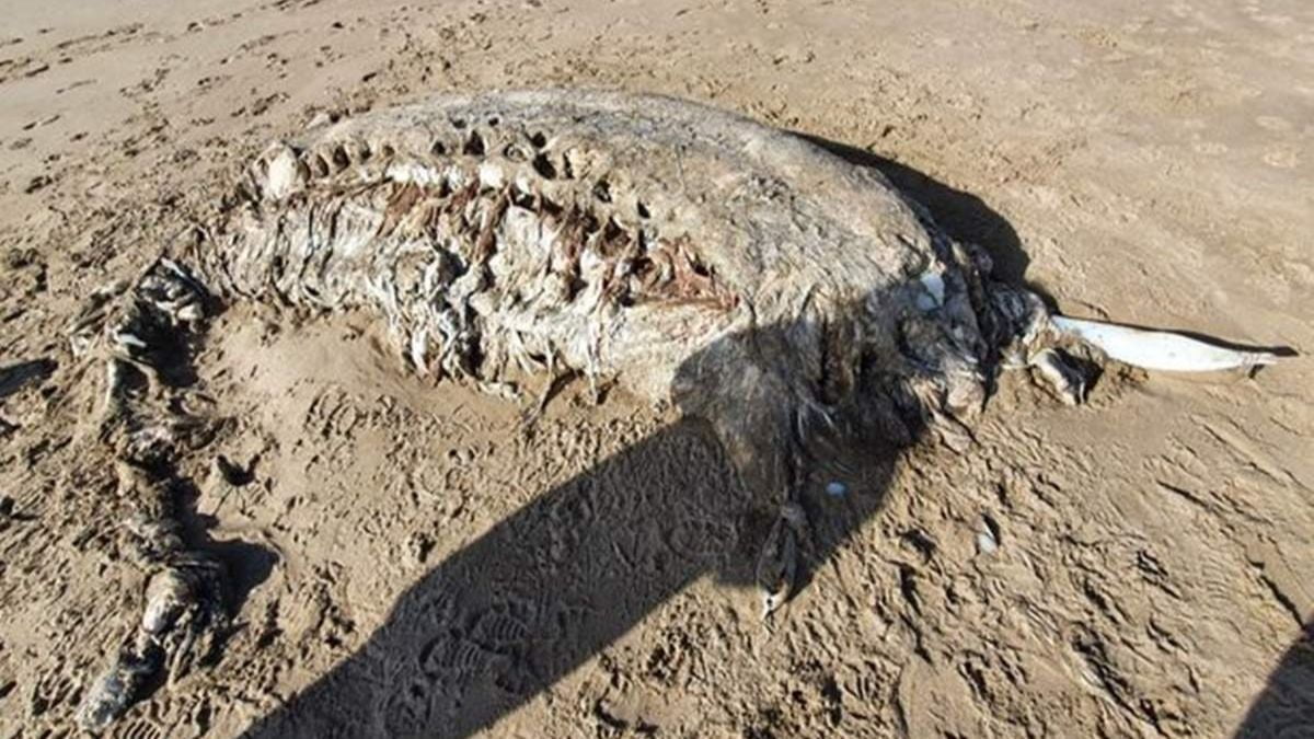 An unknown seven meter creature washed ashore in Wales