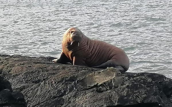 Walrus was first spotted off the coast of Ireland