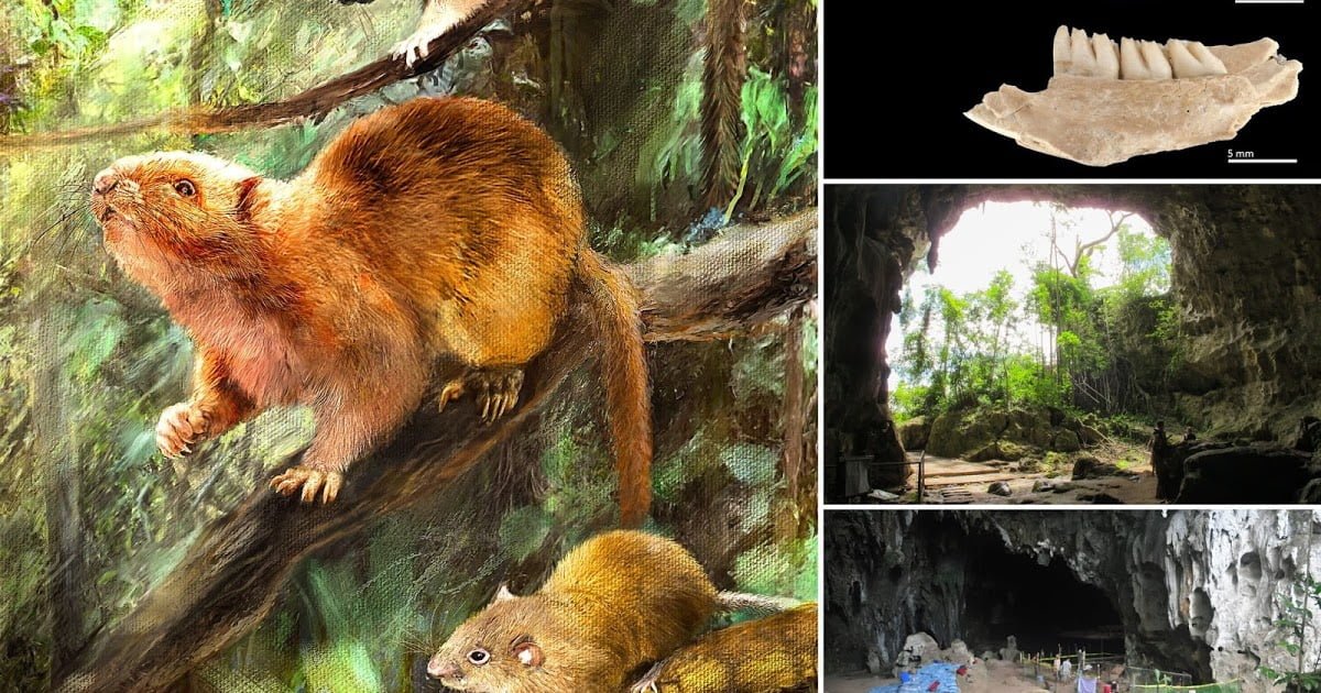 In the Philippines discovered the remains of ancient giant rats