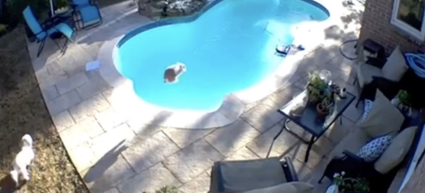 The rabbit saw the pool for the first time and jumped into it with a bomb