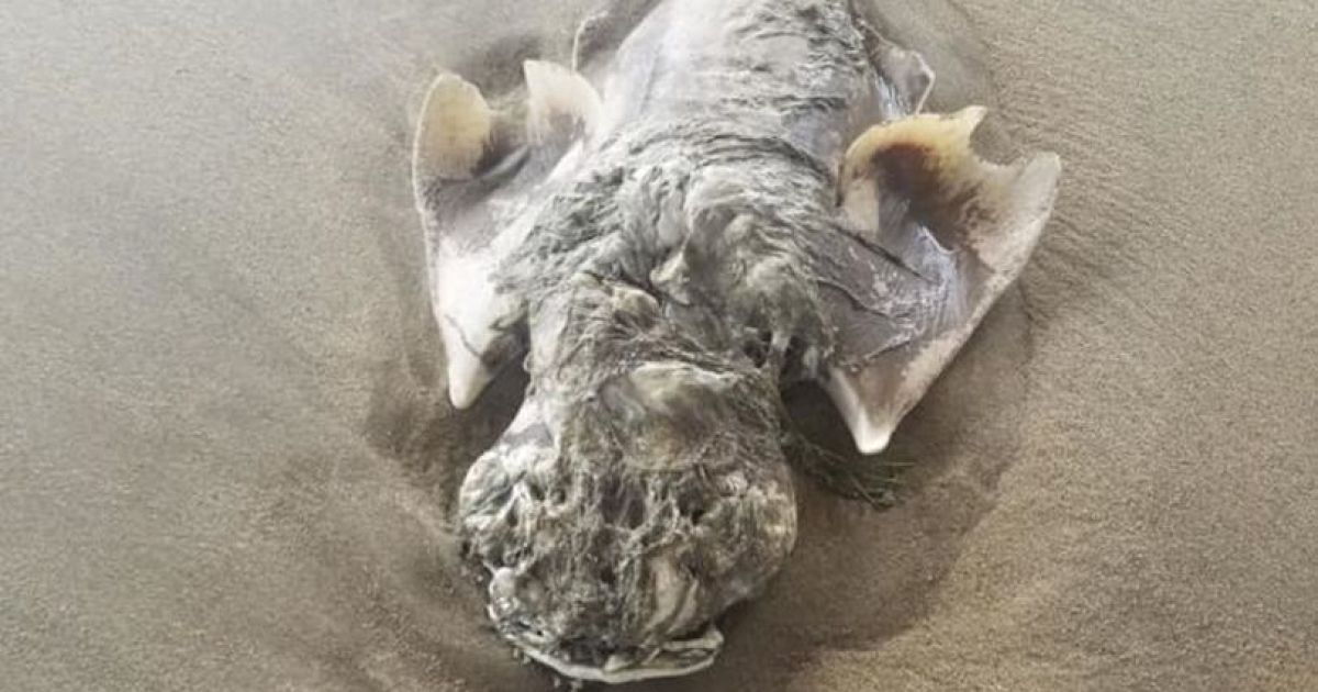 A sea creature with angel wings found on a North Carolina beach 2