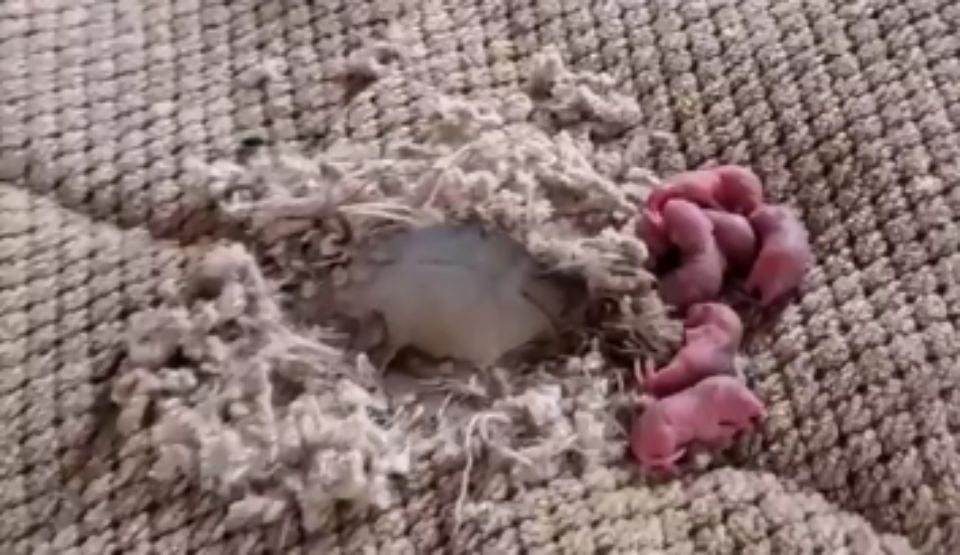 American found six newborn rat pups in her bed