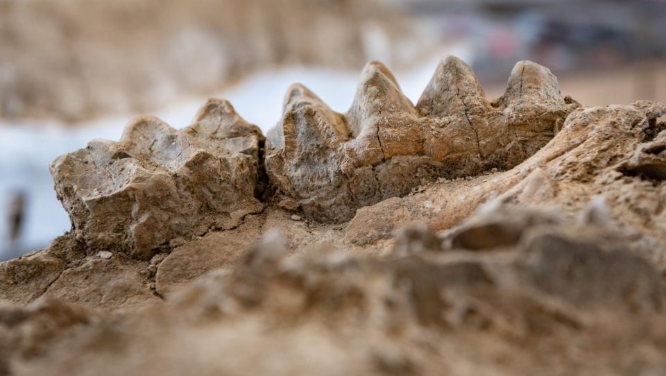 California park ranger accidentally finds a mastodon skull 1