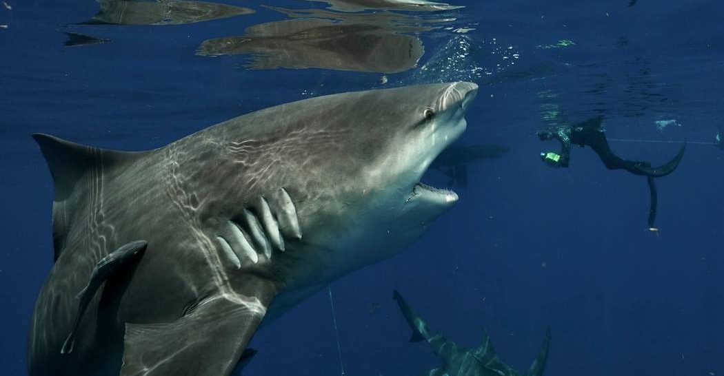 Diver collided head to head with a four meter shark