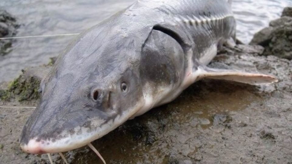 In the United States a huge 100 year old sturgeon was pulled out of the Detroit River