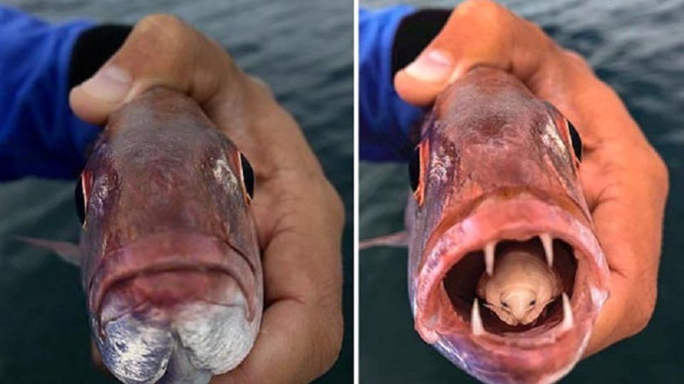The guy caught a fish that had a parasite instead of a tongue