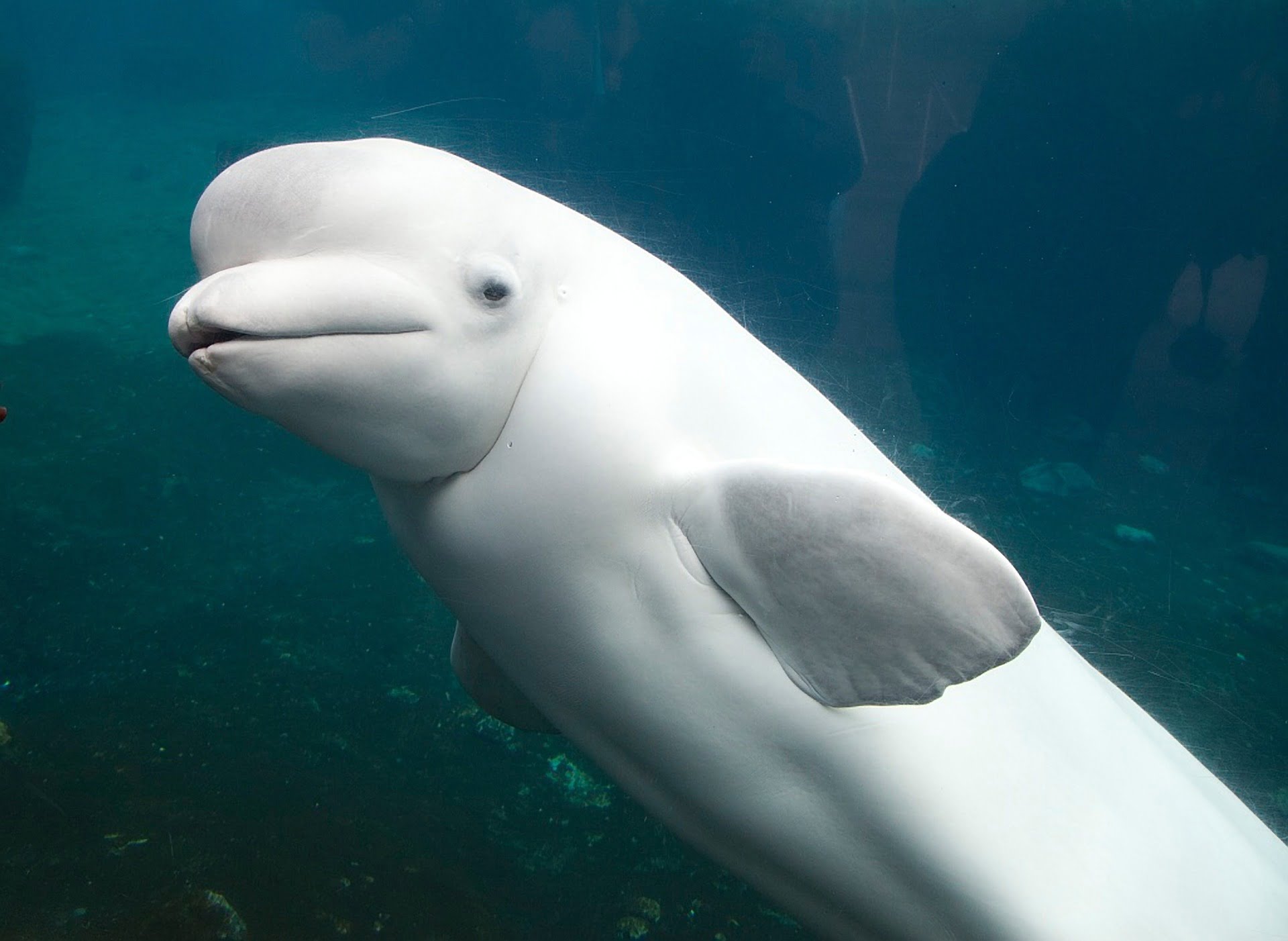 White dolphin sighted off southern California coast 2