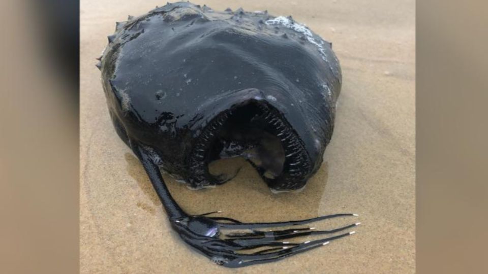 A "deep-sea monster" washed up on the California coast